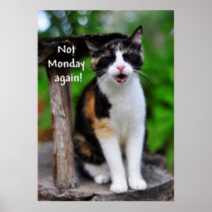 Cute Calico Cat "Not Monday Again!" Poster