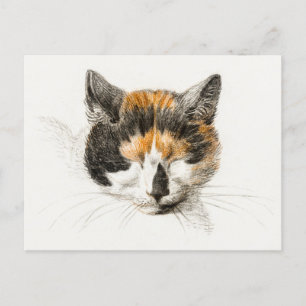 Cute Calico Cat Postcard