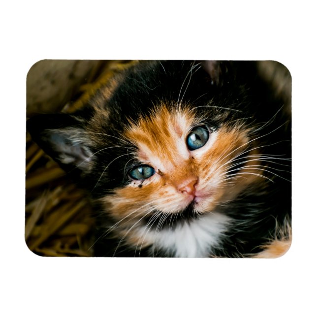 Cute calico kitten with blue eyes magnet (Horizontal)