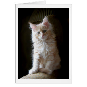 Cute cameo Maine Coon kitten card