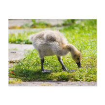 Cute Canada Goose gosling