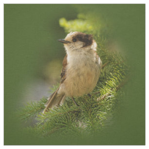 Cute Canada Grey / Grey Jay / Whiskeyjack Fabric