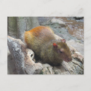 Cute Capybara Animal Postcard