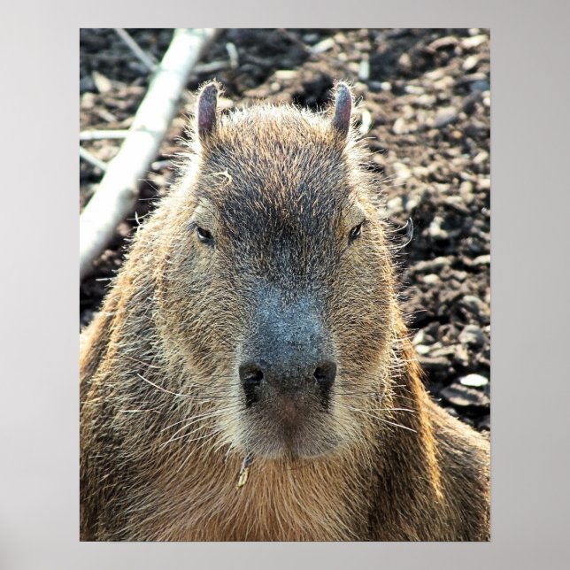 CUTE CAPYBARA POSTER (Front)