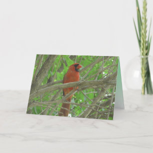 Cute Cardinal in Tree Photo Blank Card