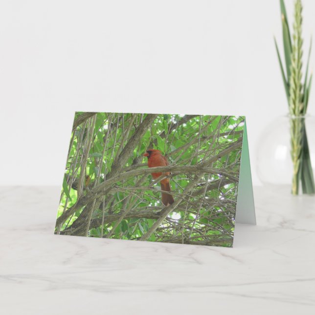 Cute Cardinal on Branch Thinking Of You Card (Front)
