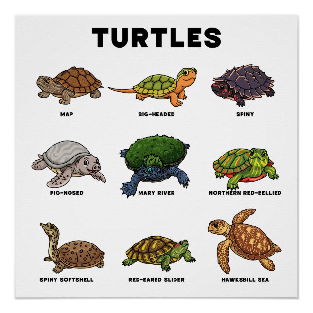 Cute Cartoon Turtles of the World Poster (Front)