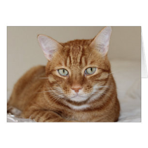 Cute cat