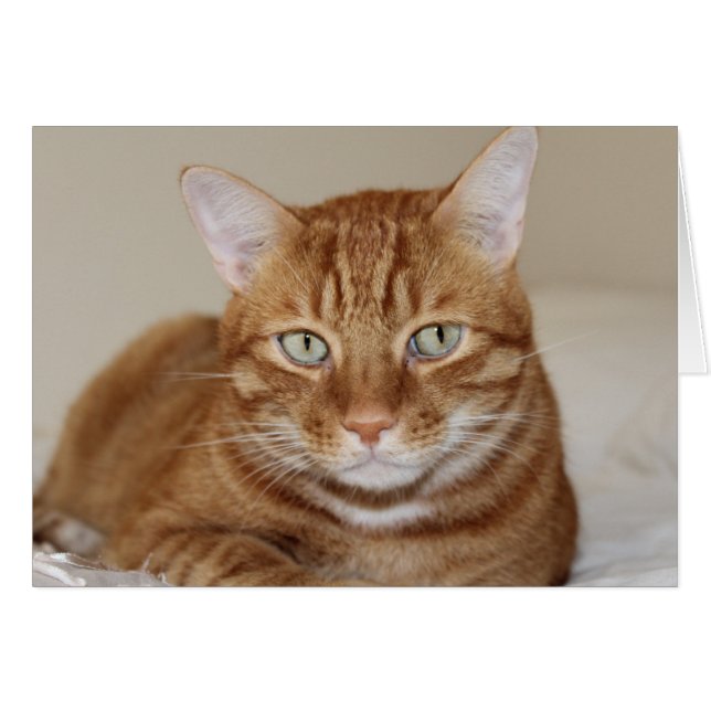 Cute cat (Front Horizontal)