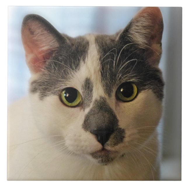 Cute Cat Ceramic Tile (Front)