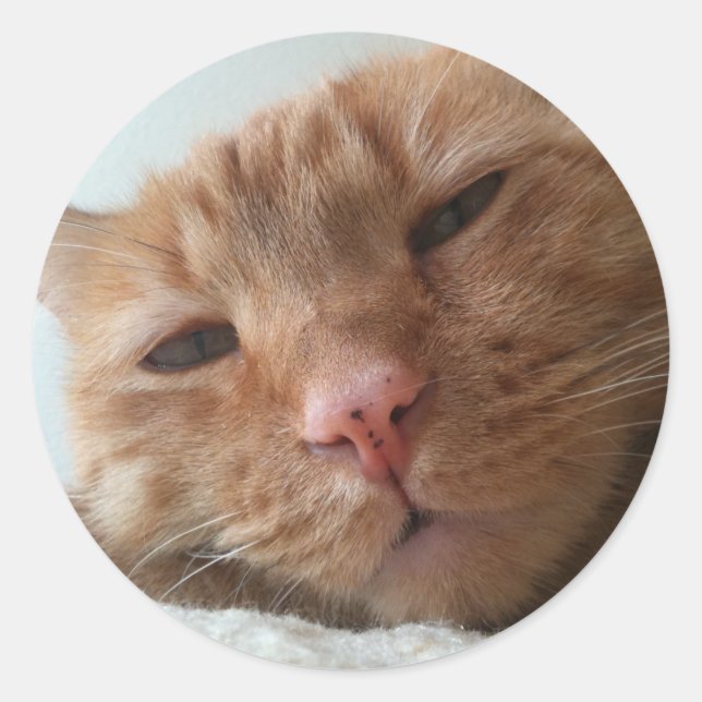 cute cat classic round sticker (Front)