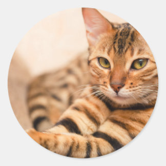 Cute Cat Classic Round Sticker, Glossy Classic Round Sticker