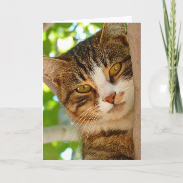 Cute Cat Climbing a Tree Card (Front)