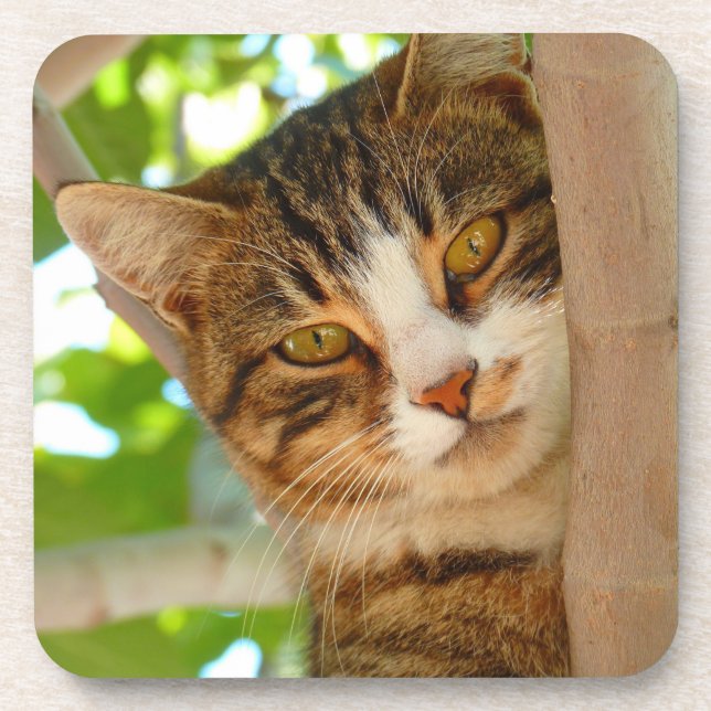Cute Cat Climbing a Tree Coaster (Front)