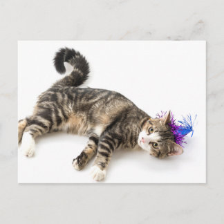 cute cat happy birthday postcard
