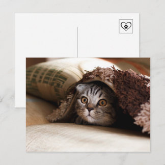 Cute cat hiding under blanket postcard