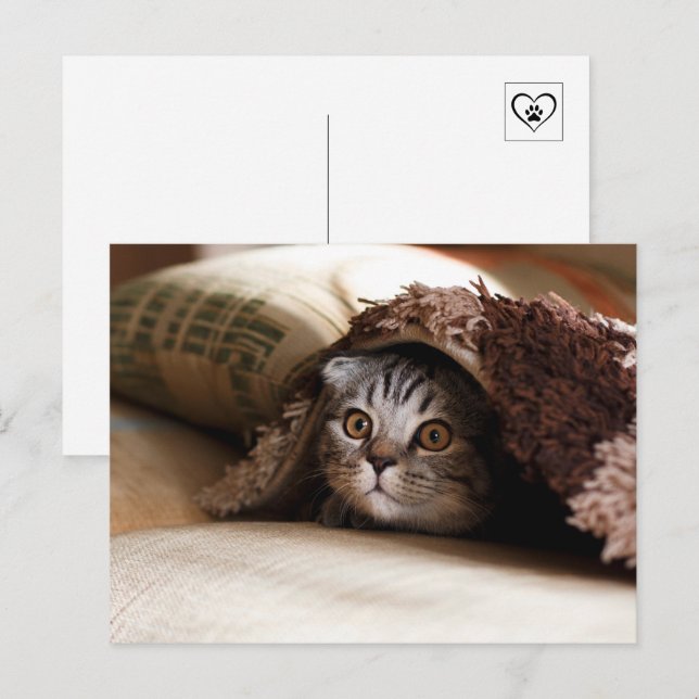 Cute cat hiding under blanket postcard (Front/Back)