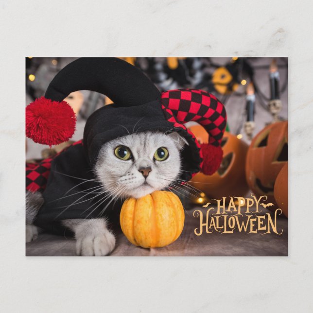 Cute Cat in Funny Halloween Costume  Holiday Postcard (Front)