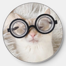 Cute Cat In Nerd Glasses