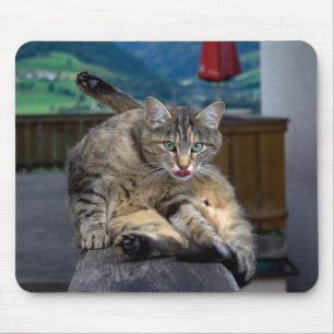 Cute Cat Interrupted While Grooming Mouse Pad