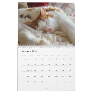 Cute Cat & Kitten 2023 Calendar