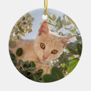 Cute Cat Kitten climbing in an Eucalyptus Tree - Ceramic Ornament