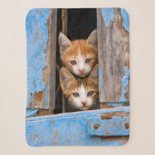 Cute Cat Kittens in a Blue Vintage Window Photo Sherpa Blanket