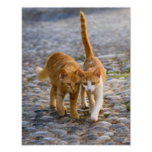 Cute Cat Kittens Walk the Same Path - Paperprint Photo Print
