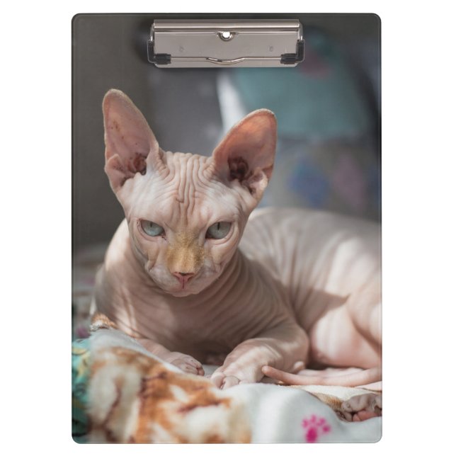 Cute Cat Lounging with no Fur Clipboard (Front)