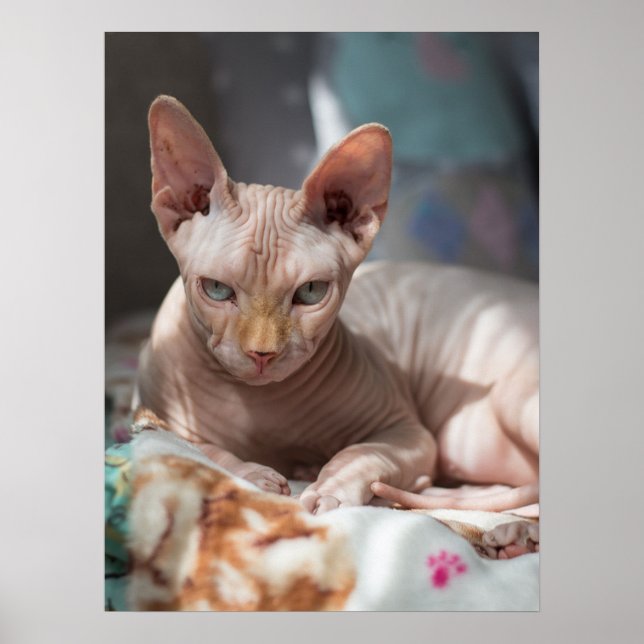 Cute Cat Lounging with no Fur Poster (Front)