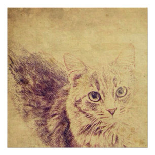 Cute cat lover pencil sketch grey tabby cat poster
