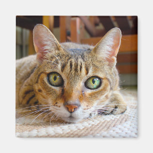 Cute Cat magnet