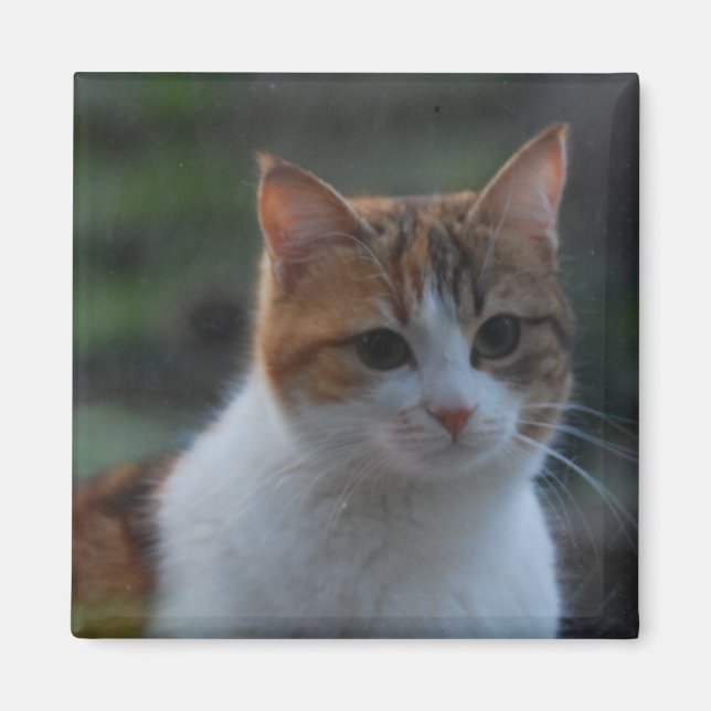 Cute Cat Magnet (Front)