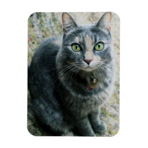 Cute Cat  Magnet