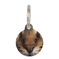 Cute cat nose front closeup. Pretty kitty animal