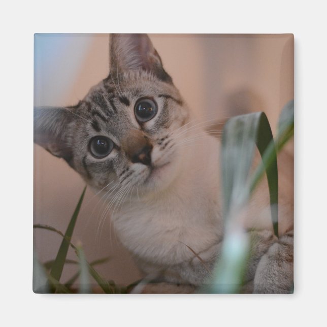 Cute Cat Photo Portrait Magnet (Front)