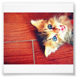 Cute cat photo print