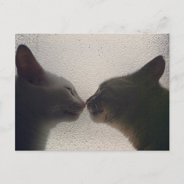 Cute Cat Post Card (Front)