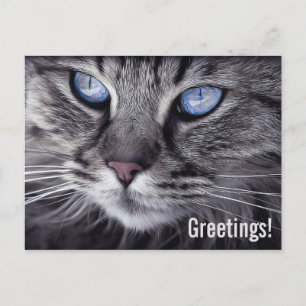 Cute Cat Postcard Post Card
