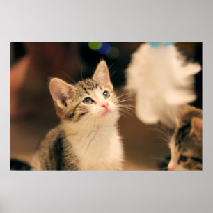 Cute cat poster