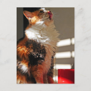 Cute Cat Sammi Lovely Photograph Postcard