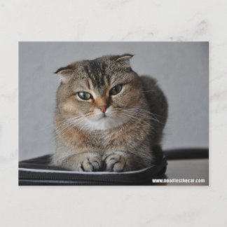 Cute cat scottish fold: how are you postcard
