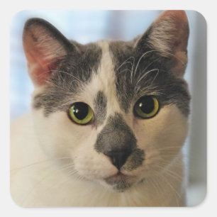 Cute Cat Square Sticker