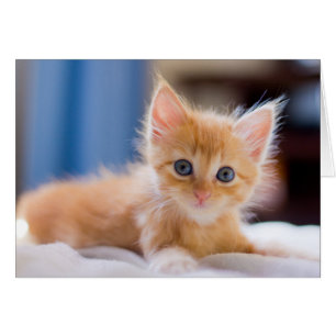 Cute Cat With Blue Eyes