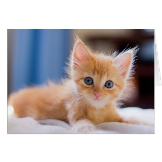 Cute Cat With Blue Eyes (Front Horizontal)