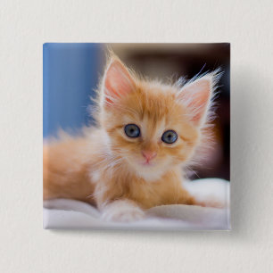 Cute Cat With Blue Eyes 15 Cm Square Badge