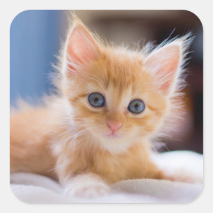 Cute Cat With Blue Eyes Square Sticker