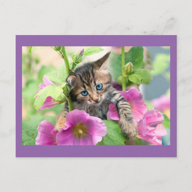 Cute Cat with Pink Flowers Postcard (Front)
