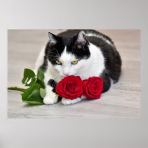 Cute cat with the red rose