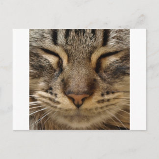 Cute Cat @ ZooTees Postcard